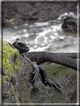 foto Flora e la fauna della Isole Galapagos